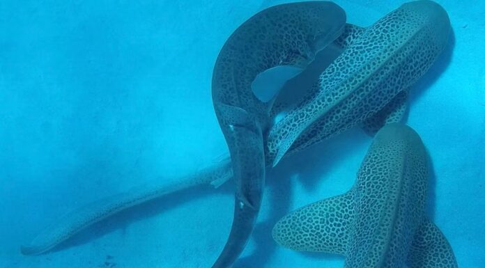 Un filmato unico nel suo genere rivela l'accoppiamento di 3 squali in via di estinzione, tutti nello stesso momento
