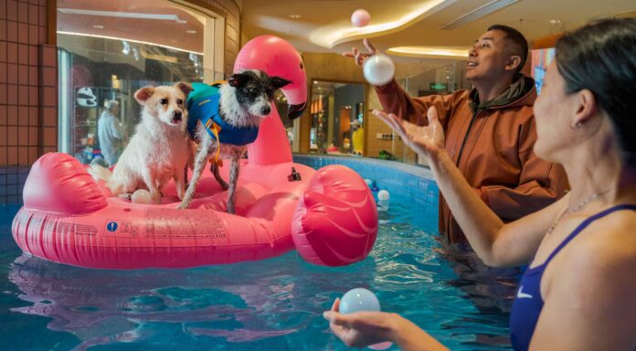 Vuoi che il tuo cane viva più a lungo? Ecco 6 consigli supportati dalla scienza
