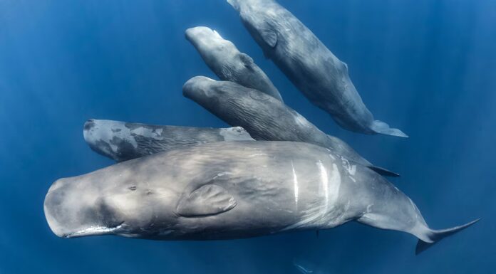 Esclusivo: il discorso del capodoglio ha "vocali" simili a quelle umane
