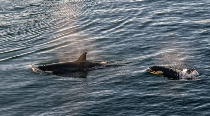 Guarda le orche unirsi per dare la caccia ai grandi squali bianchi
