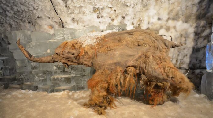 L'RNA più antico del mondo trovato nel mammut lanoso
