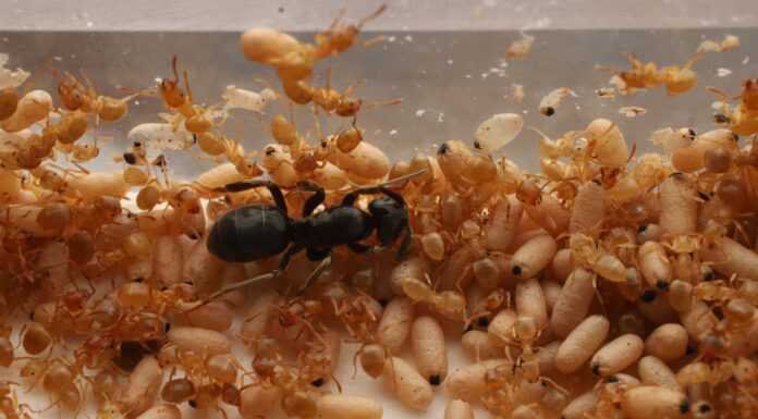La formica regina invasore induce i lavoratori a uccidere la madre
