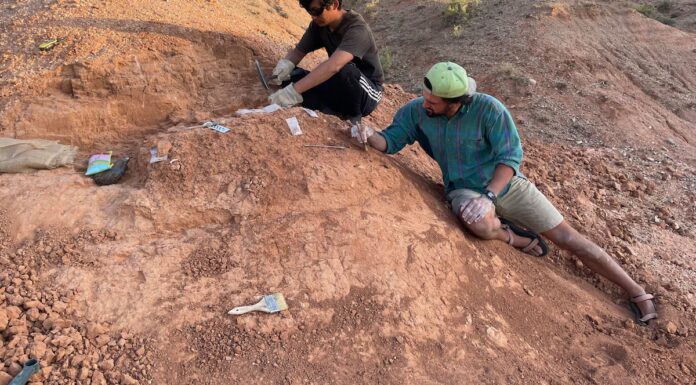 Le uova fossilizzate rivelano un nuovo modo per datare l'era dei dinosauri
