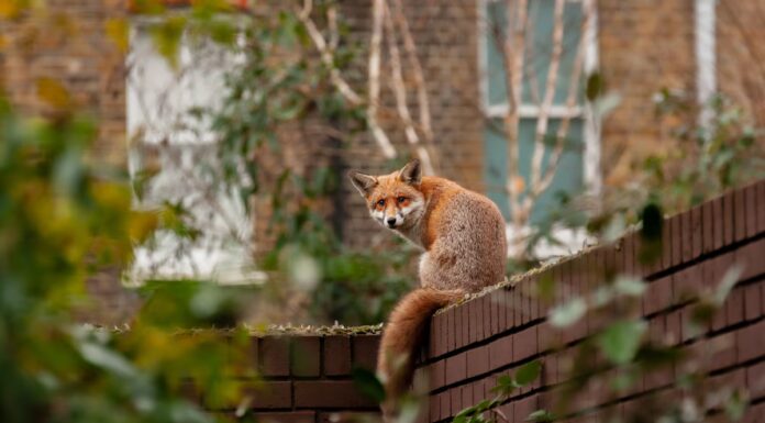 Le volpi si stanno addomesticando?
