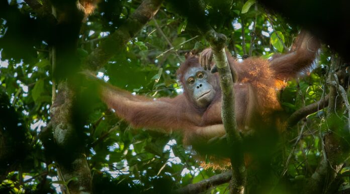 L'orango adotta la sorellina dopo la morte della madre
