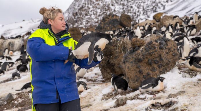 Monitoraggio delle epidemie fino ai confini della Terra

