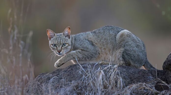 Quando sono stati addomesticati i gatti? Nuove prove del DNA cambiano la storia.

