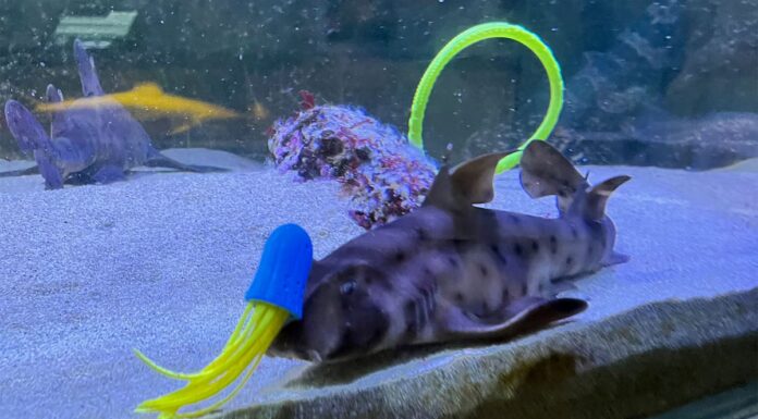 Questi squali stanno "giocando" con i giocattoli da piscina?
