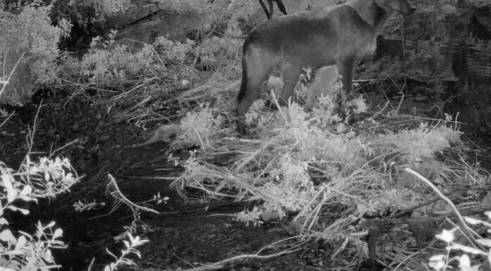 Questo potrebbe essere il primo strumento registrato utilizzato da un lupo selvatico
