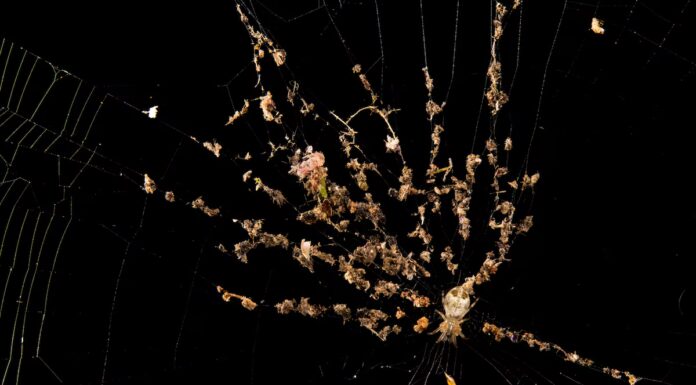 Cosa stanno imparando gli scienziati dalle ragnatele più strane sulla Terra

