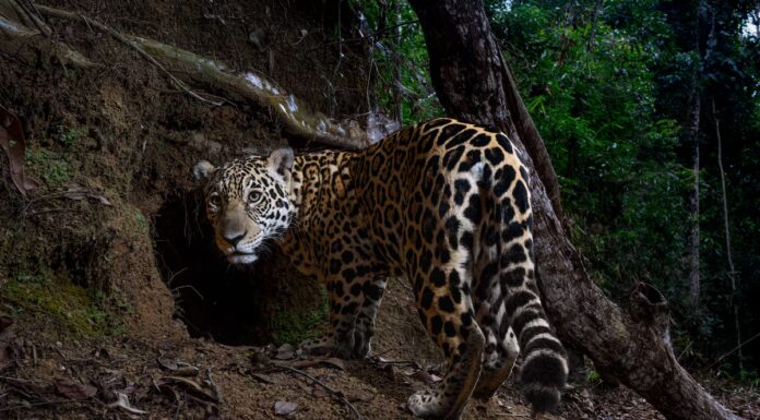 Ecco le migliori foto della fauna selvatica del 2025
