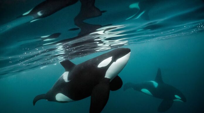 Guarda i video sulla fauna selvatica più emozionanti e strani del 2025
