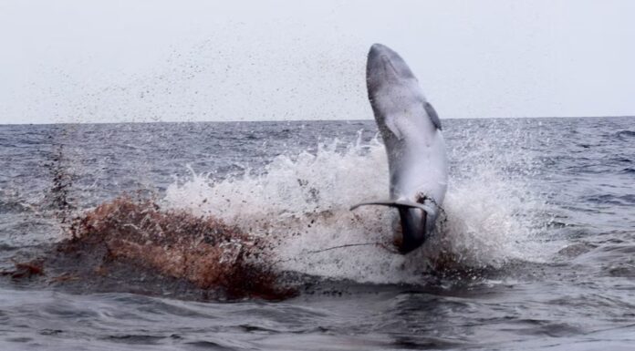 Guarda le orche cacciare un capodoglio pigmeo
