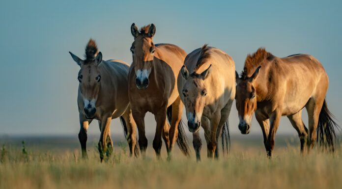 I cavalli selvaggi ritornano nella steppa d'oro
