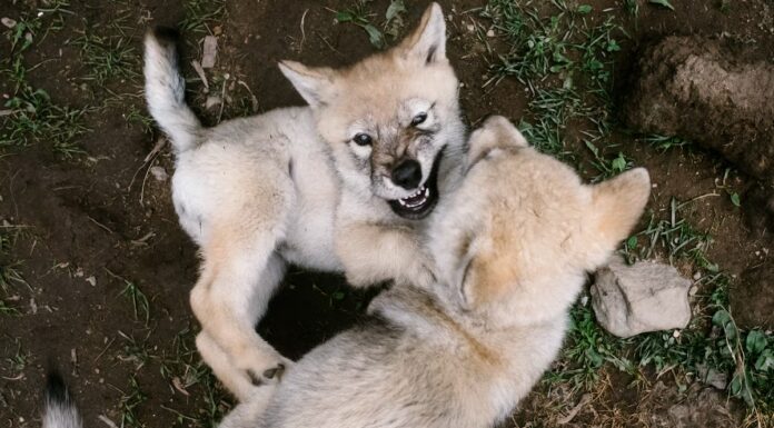 Il caso evolutivo per un po' di duro lavoro
