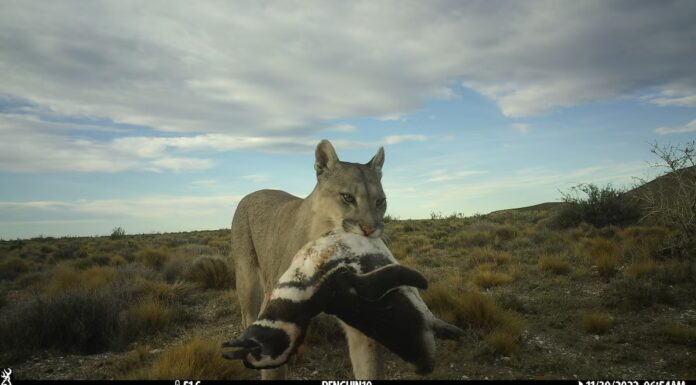 In Patagonia, i pinguini stanno cambiando il modo in cui vivono i puma
