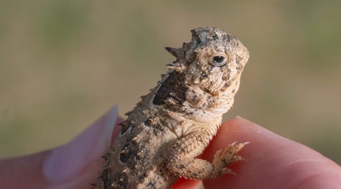 La lucertola cornuta del Texas dalla faccia scontrosa è abbastanza carina da sopravvivere?
