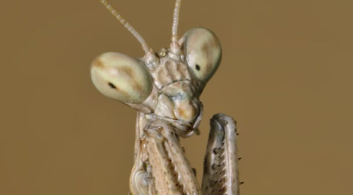 Nuove specie di mantide ballano come un serpente
