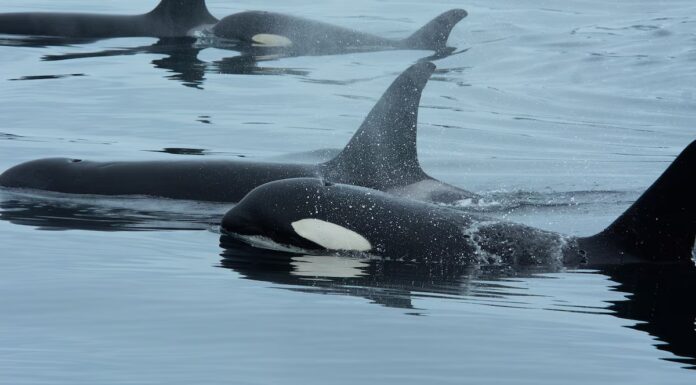Orche e delfini si uniscono per cacciare prima possibile dal punto di vista scientifico
