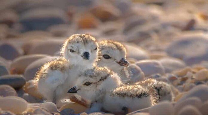 Quattro bellissimi cuccioli di piviere (Charadrius melodus) sono vicini e circondati da ciottoli su una spiaggia durante il tramonto.
