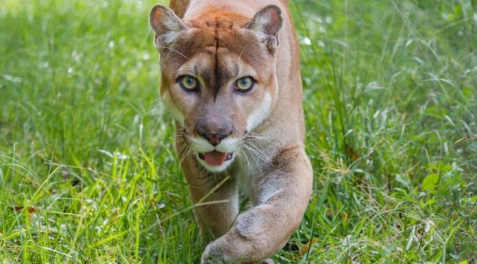 La pantera della Florida cammina nell'erba alta.