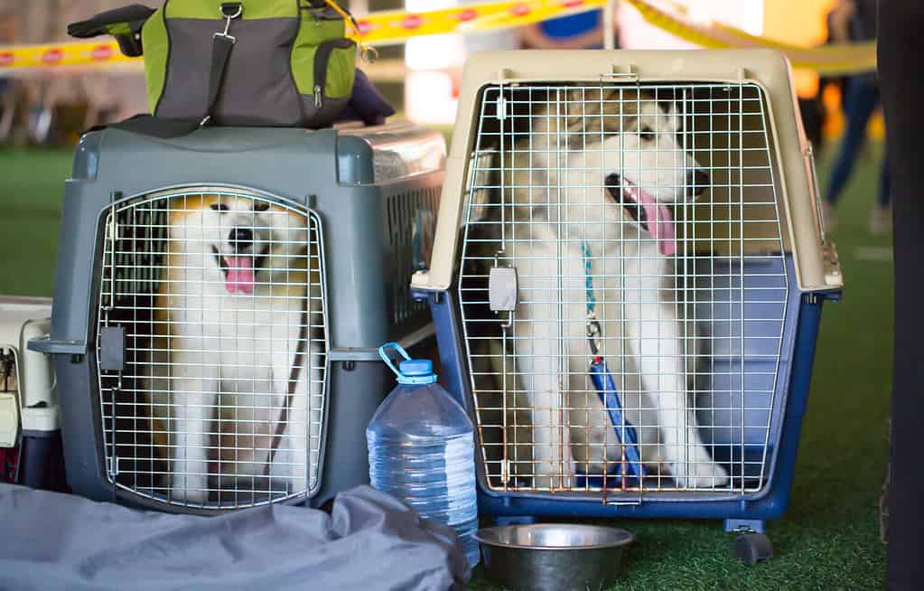 Trasportini per cani per viaggi aerei. I cani husky siedono in gabbia aspettando l'aereo. Muoversi con gli animali. Trasporto di animali, bagagli vivi in ​​aeroporto.