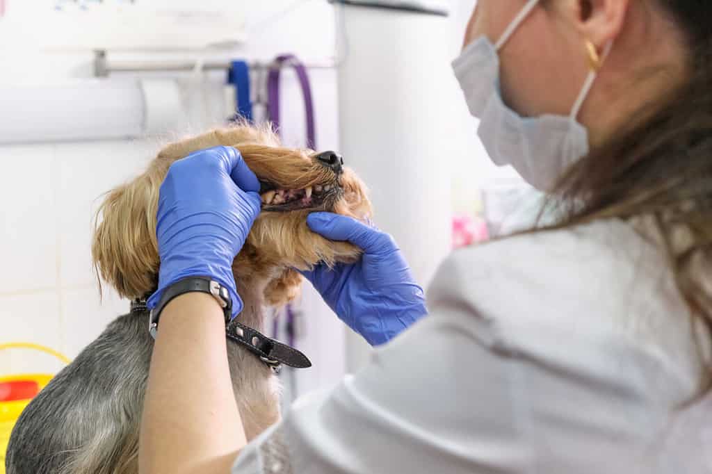il veterinario esamina i denti di un cane. Consultazione con un veterinario. Primo piano di un cane e di zanne. Clinica per animali. Controllo degli animali domestici. Assistenza sanitaria.