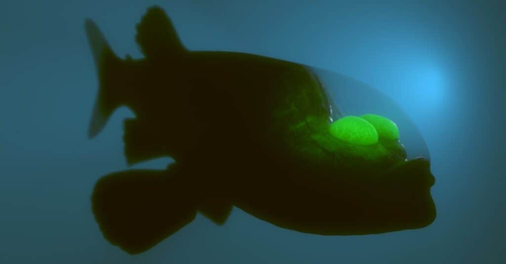 Queste rare creature degli abissi sono roba da incubi