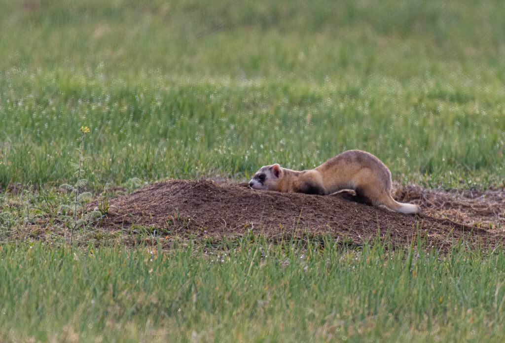 Una seconda possibilità di vita: incontra i furetti clonati che salvano la loro intera specie