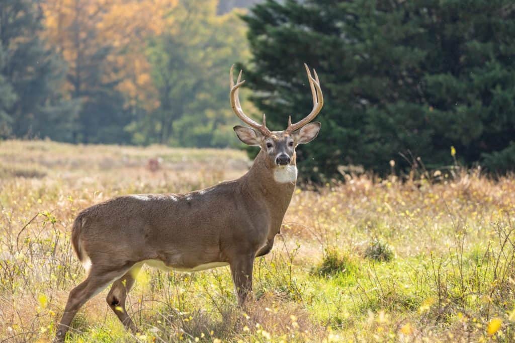 Cervo dalla coda bianca (Odocoileus virginianus) Buck in autunno