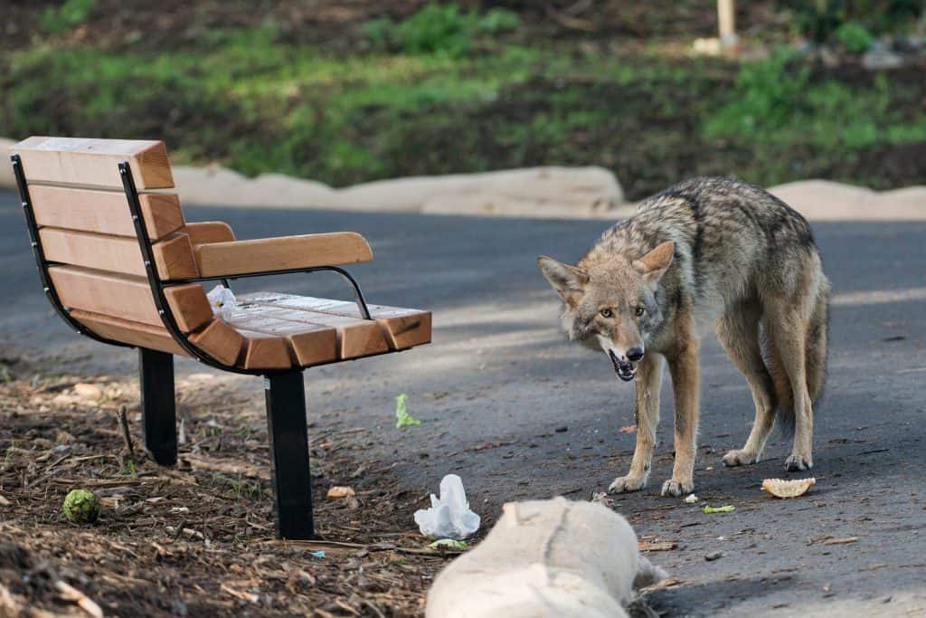 Un coyote urbano che mangia fast food