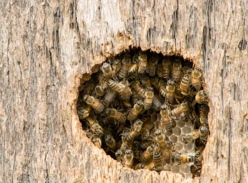 Una colonia di api che nidifica nella cavità di una palma. Sono visibili numerose api operaie così come le celle dell'alveare o i favi. Mostra la natura sociale delle api.