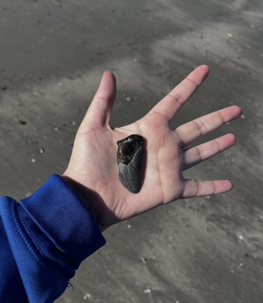 Una revisione importante della storia dell’evoluzione dei grandi squali