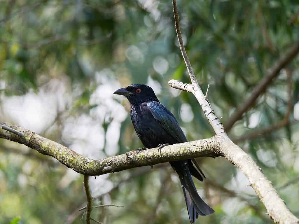 Il ladro di identità: come il drongo dalla coda forcuta riesce a ottenere un pranzo gratis