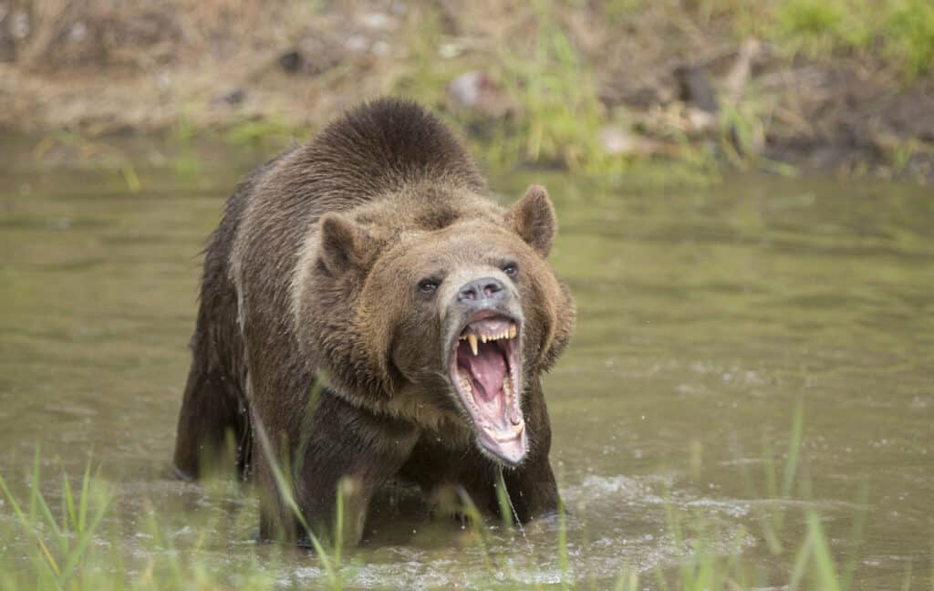 Grizzly in acqua