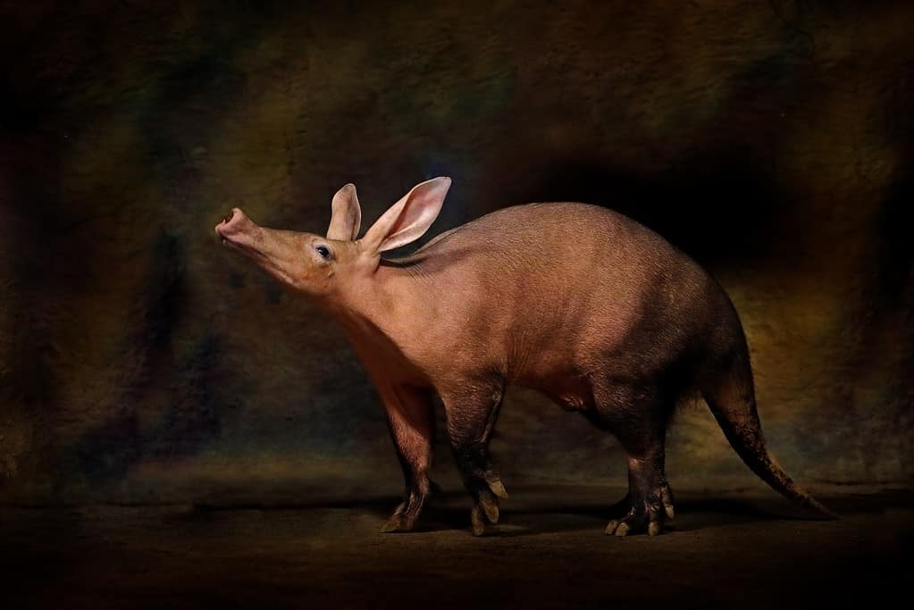 Gli Aardvark usano il loro acuto senso dell'olfatto per navigare nell'oscurità.
