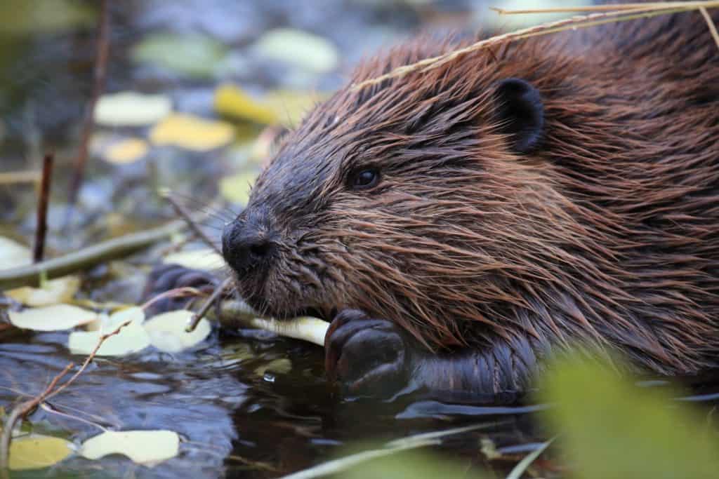 Castoro nordamericano (Castor canadensis) mangia, Alaska