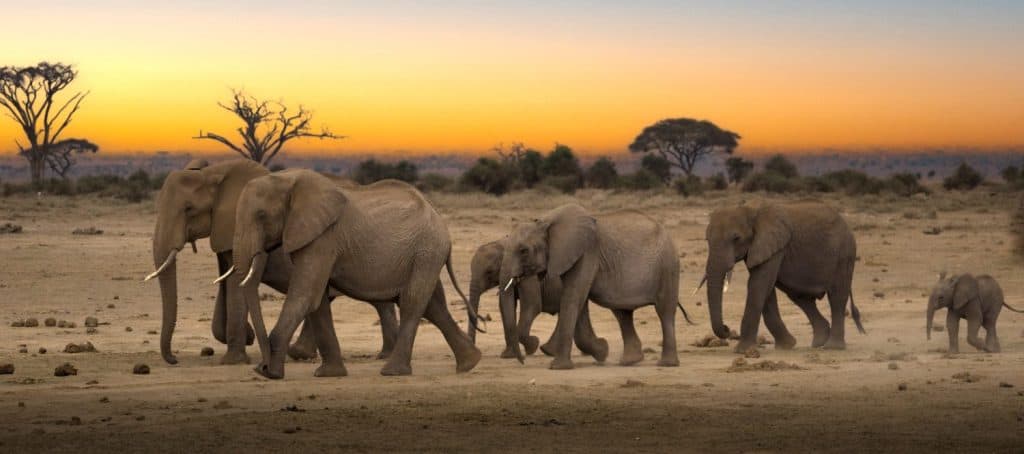 Branco di elefanti in migrazione ad Amboseli