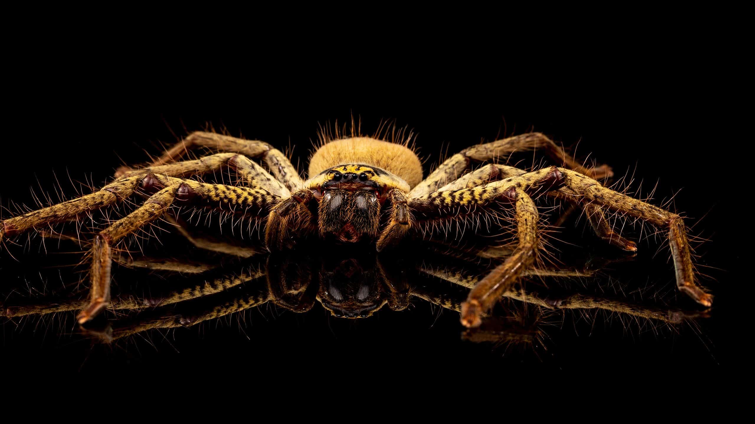 Come i ragni evitano di rimanere intrappolati nelle loro stesse tele