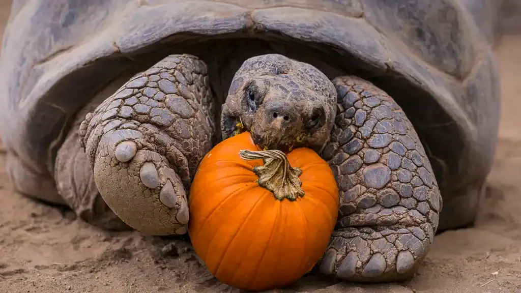 Come la rimozione di una tartaruga dalla natura ha contribuito a salvare un'intera specie