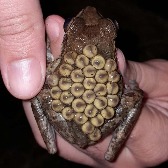 Cosa rende una rana un marsupiale? Dentro il gioco d'azzardo dei genitori più strano della natura