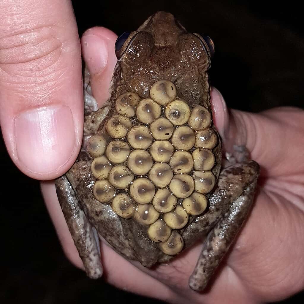 Cosa rende una rana un marsupiale? Dentro il gioco d'azzardo dei genitori più strano della natura