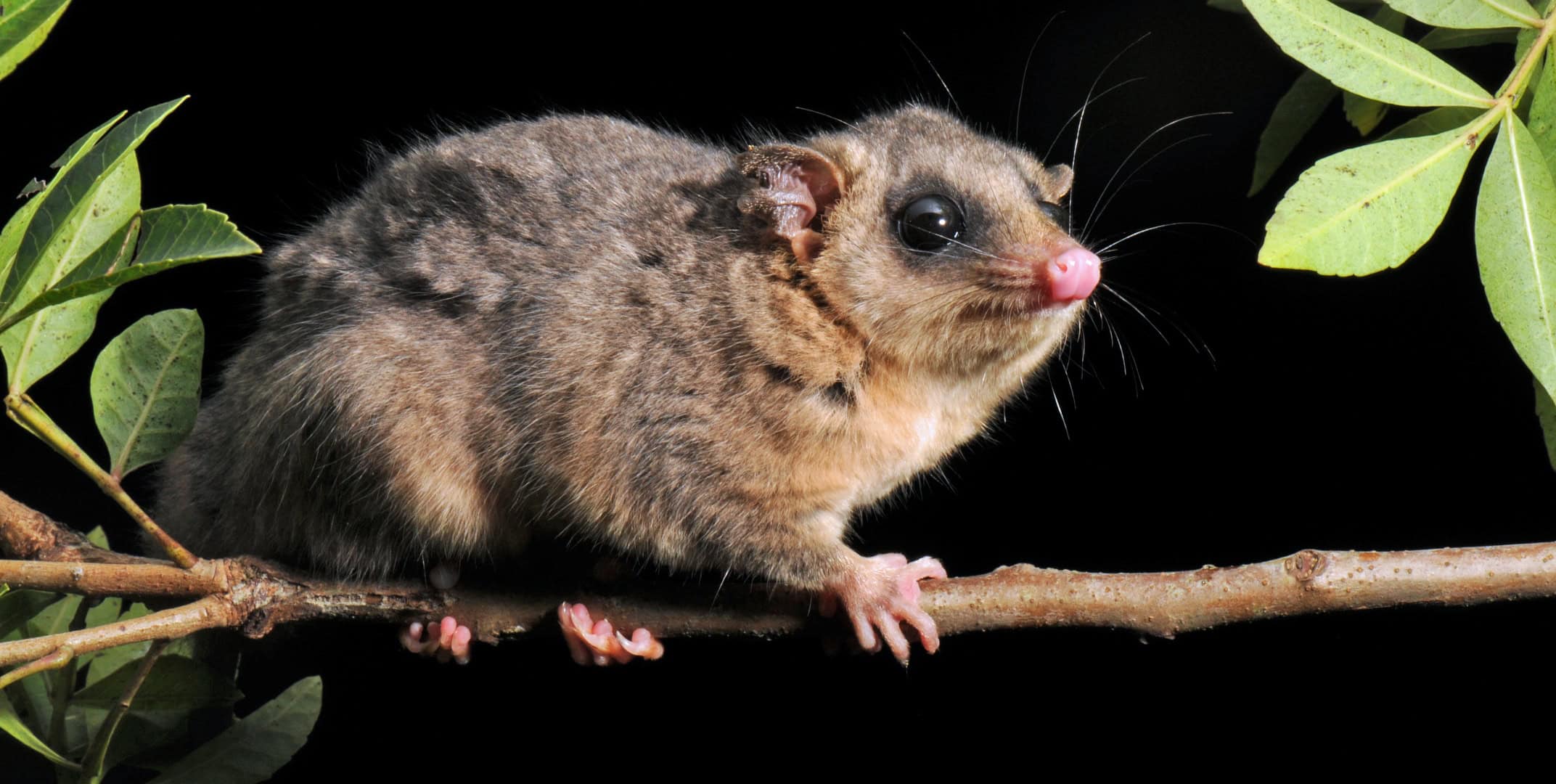 Specie di marsupiale piccolo e arboricolo (Marmosa paraguayana), diffuso nel sud-est e in alcune parti del sud del Brasile.