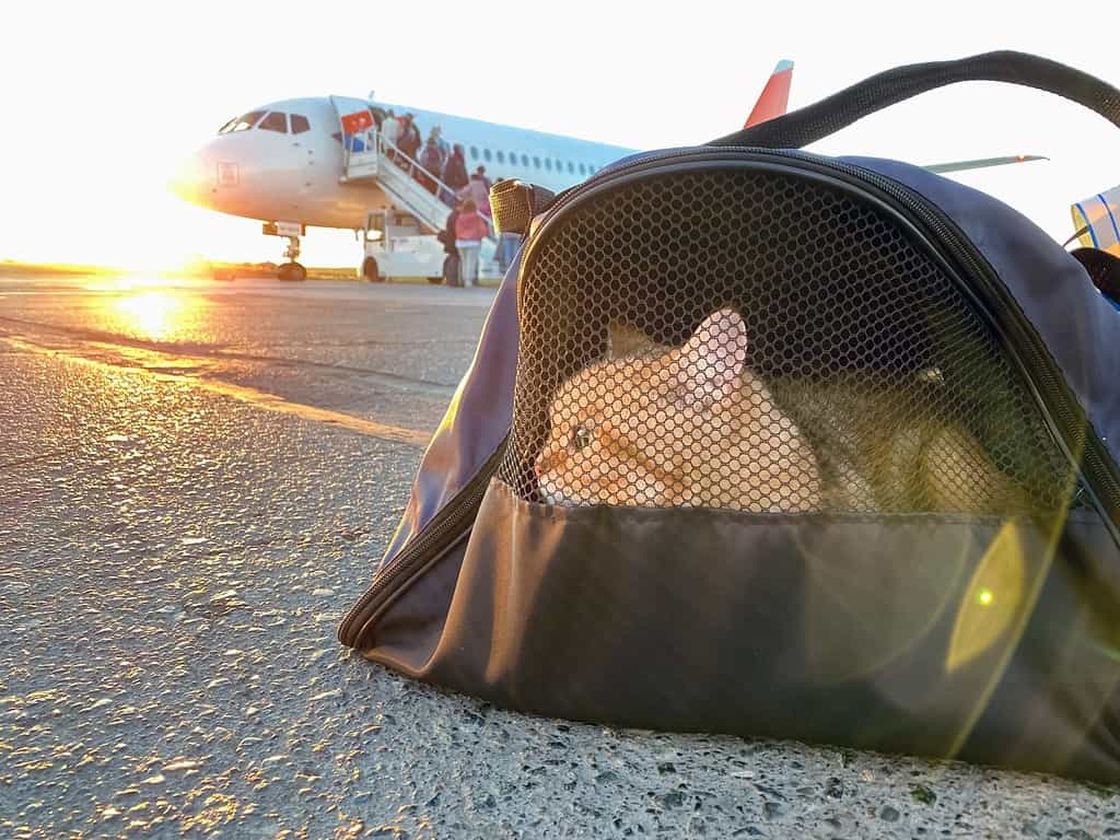 Gatto nella custodia in aereo all'alba. Сal vettore all'aeroporto. Pet sitter nel trasportino. Viaggiare con animali domestici. Gattino rosso nella borsa da viaggio che si imbarca in aereo.
