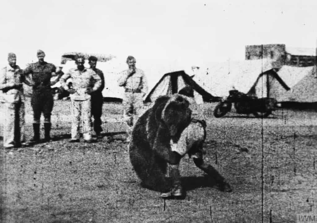 Dal cucciolo orfano alla leggenda dell'esercito: la storia dell'orso Wojtek