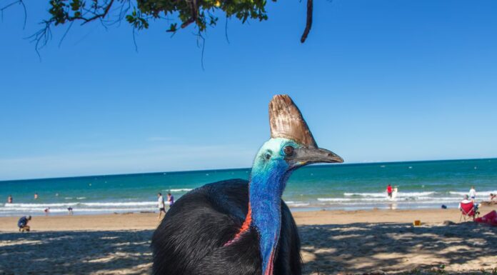 È davvero l'uccello più pericoloso del mondo?
