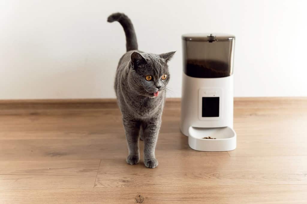 mangiatoia intelligente per gatti Il gatto scozzese sta aspettando il cibo. mangiatoia per animali domestici. alimentazione automatica di alimenti per animali domestici. tecnologie moderne. alimentare nell'alimentatore. nutrizione per tempo. gatto domestico