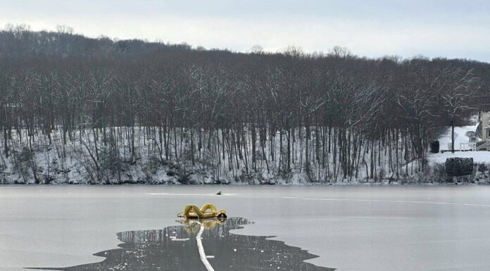Cervo salvato dal lago nel Connecticut
