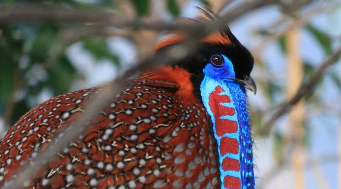 Il corteggiamento del satiro Tragopan è uno dei più elaborati della natura

