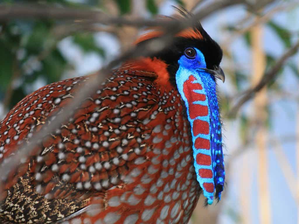 Il corteggiamento del satiro Tragopan è uno dei più elaborati della natura